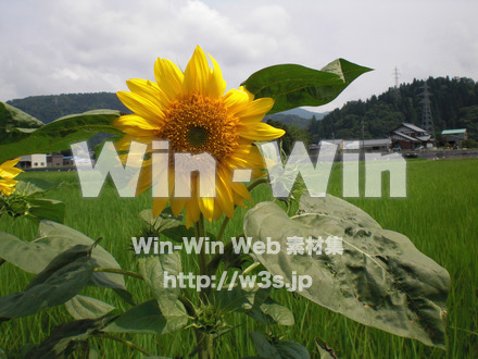 ひまわりの写真素材 W-000120