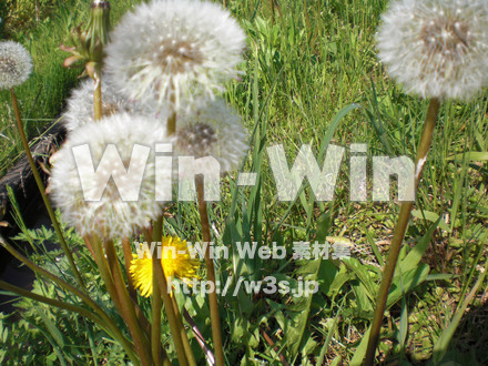 たんぽぽの写真素材 W-000157