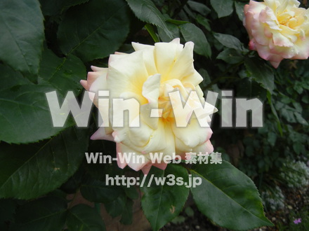 バラの写真素材 W-001408