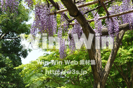 藤の写真素材 W-000193