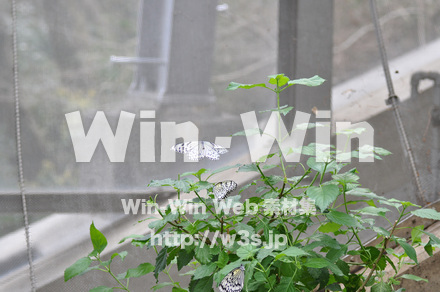 蝶の写真素材 W-001669