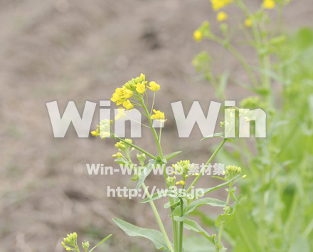 菜の花の写真素材 W-001067