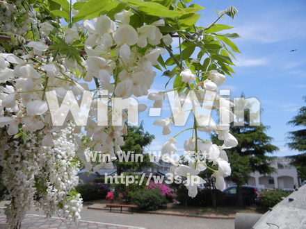 藤の写真素材 W-000185