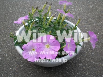 あさがおの写真素材 W-000020