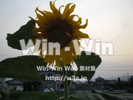 ひまわりの写真素材 W-000116
