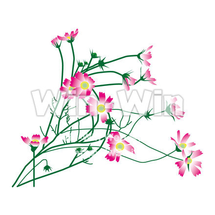 コスモスのCG・イラスト素材 W-000430