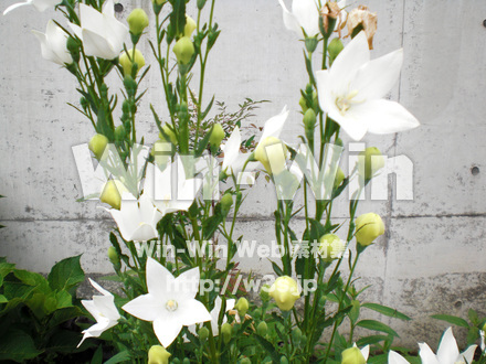 桔梗の写真素材 W-000263