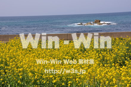 菜の花の写真素材 W-001040