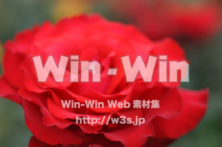 バラの写真素材 W-001268