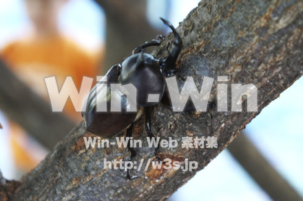 カブトムシオスの写真素材 W-000438