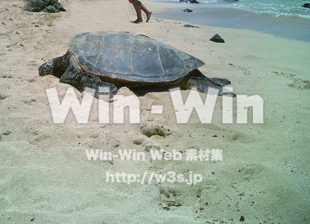 かめの写真素材 W-000888