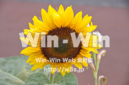 ひまわりの写真素材 W-000089