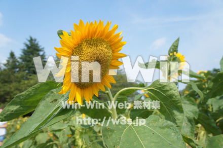 ひまわりの写真素材 W-000077