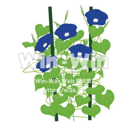 あさがおのCG・イラスト素材 W-001679