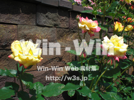 バラの写真素材 W-001360