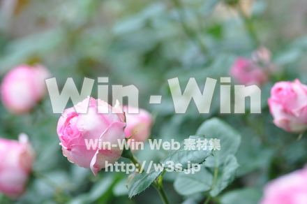 バラの写真素材 W-001330