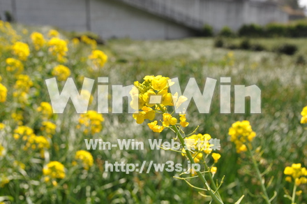 菜の花の写真素材 W-001053