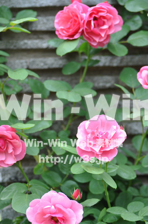 バラの写真素材 W-001395