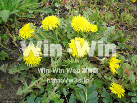 たんぽぽの写真素材 W-000140