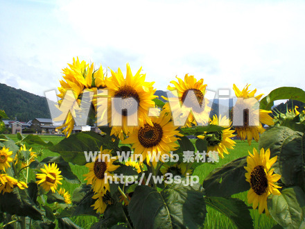 ひまわりの写真素材 W-000118