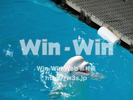 イルカの写真素材 W-000859