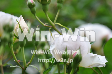 バラの写真素材 W-001344