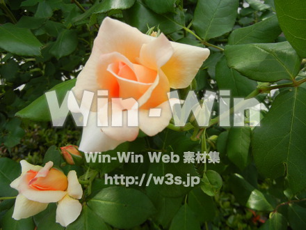 バラの写真素材 W-001414