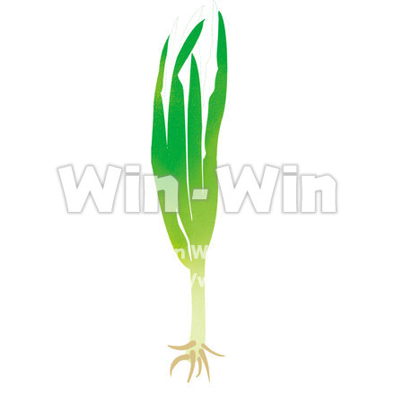 ネギのCG・イラスト素材 W-000244