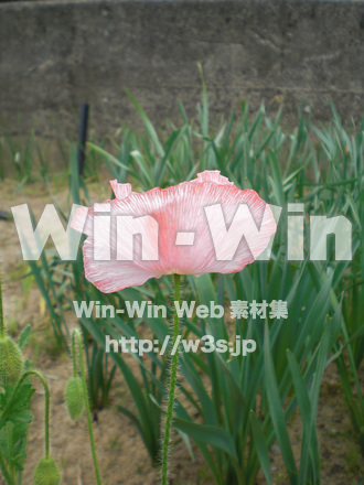 ポピーの写真素材 W-000269