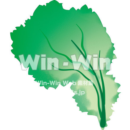 レタスのCG・イラスト素材 W-000242