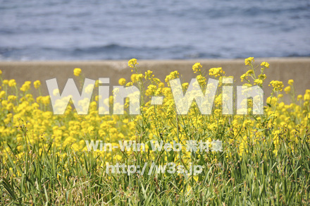 菜の花の写真素材 W-001046