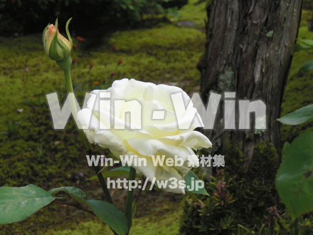 バラの写真素材 W-001364