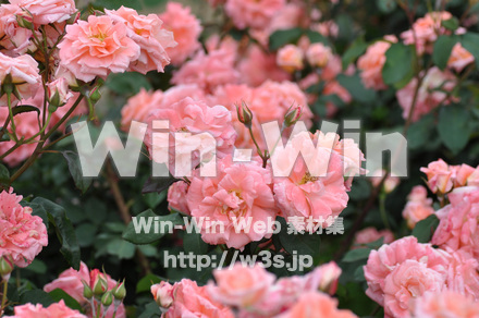 バラの写真素材 W-001288