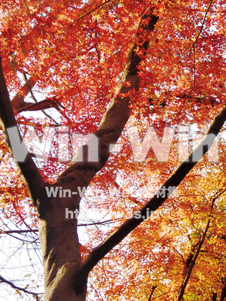 紅葉の写真素材 W-001277