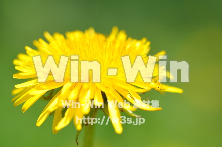 たんぽぽの写真素材 W-000143