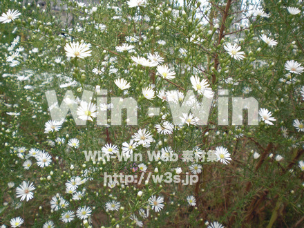 コスモスの写真素材 W-001251