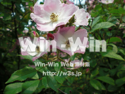 バラの写真素材 W-001358