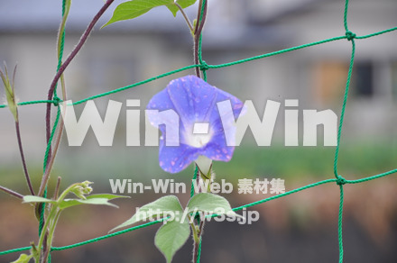 あさがおの写真素材 W-000044