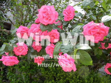 バラの写真素材 W-001405