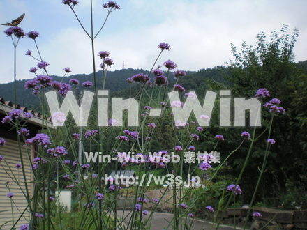 芦原温泉の写真素材 W-000887