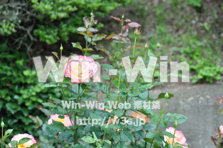 バラの写真素材 W-001324