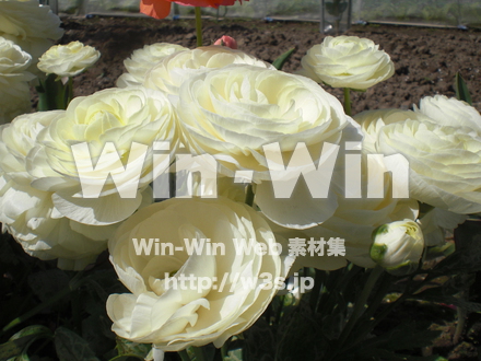 バラの写真素材 W-001367