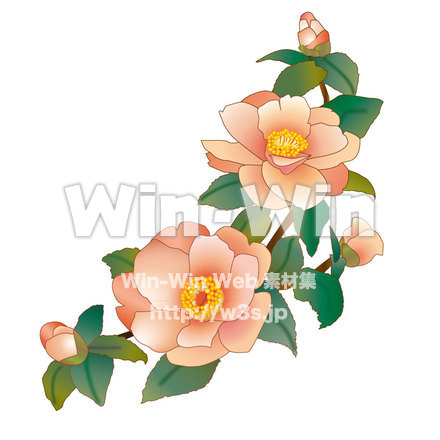 椿のCG・イラスト素材 W-001484