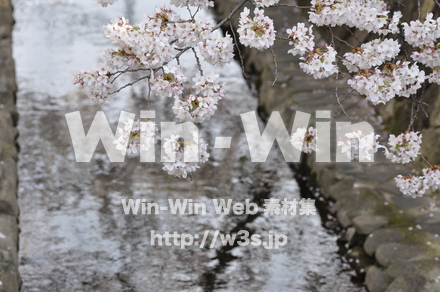 桜の写真素材 W-001460