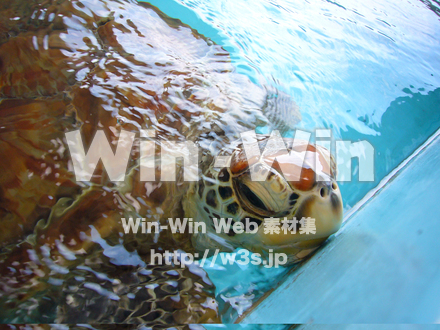 かめの写真素材 W-000889