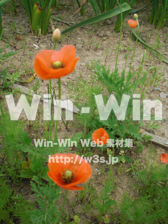 ポピーの写真素材 W-000271