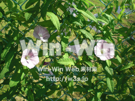 あさがおの写真素材 W-000050