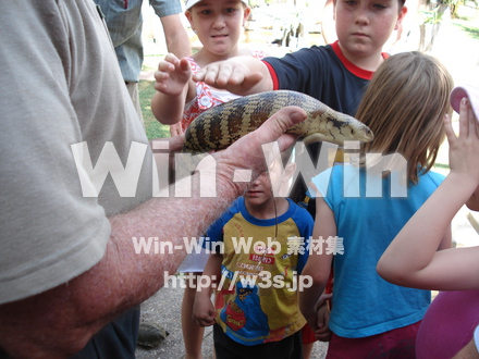 へびの写真素材 W-000883