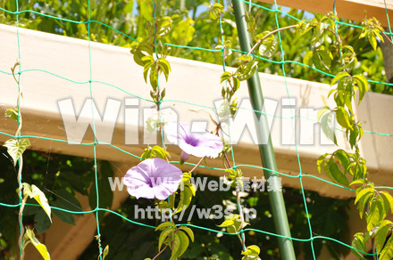 あさがおの写真素材 W-000046