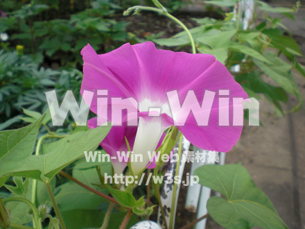 あさがおの写真素材 W-000039